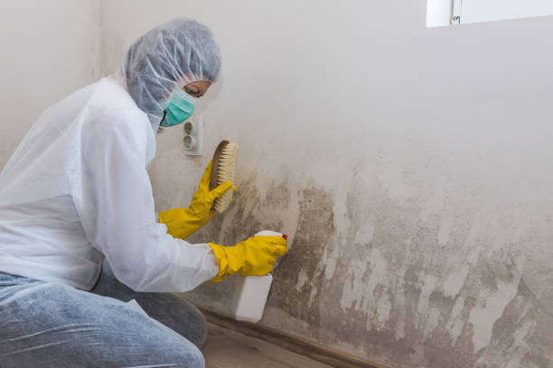 Mold Testing and Removal in Longview Heights, WA