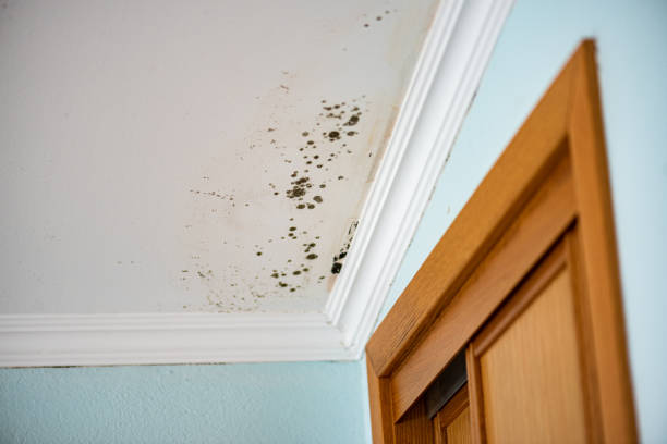 Trusted Longview Heights, WA Mold Removal Experts