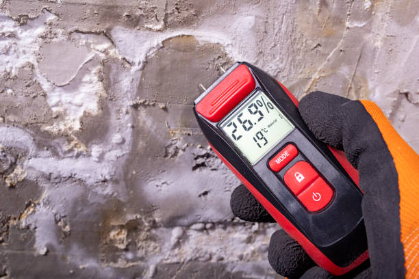 Best Attic Mold Removal  in Longview Heights, WA