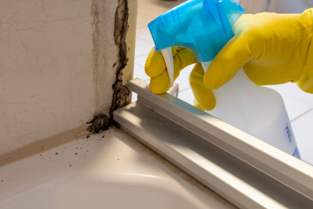 Best Professional Mold Removal  in Longview Heights, WA