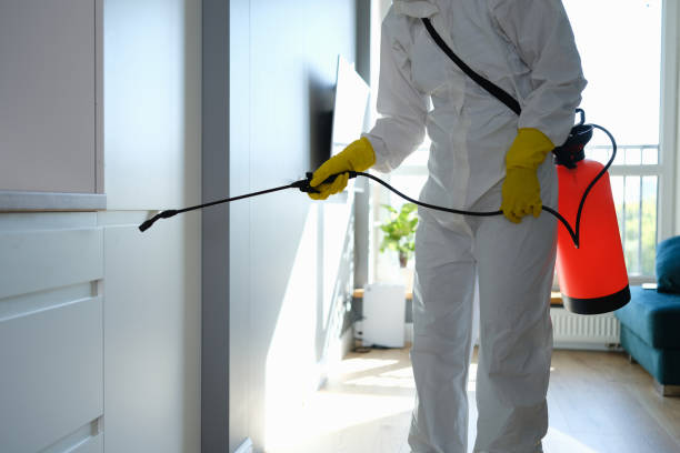 Best Emergency Mold Removal  in Longview Heights, WA