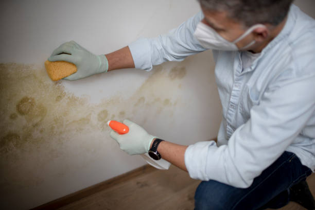 Best Affordable Mold Removal  in Longview Heights, WA