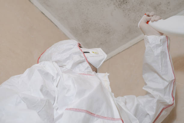 Best Local Mold Removal Service  in Longview Heights, WA