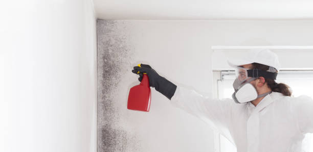 Best Affordable Mold Removal  in Longview Heights, WA