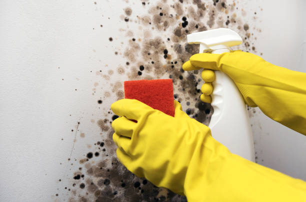 Best Same-Day Mold Removal  in Longview Heights, WA