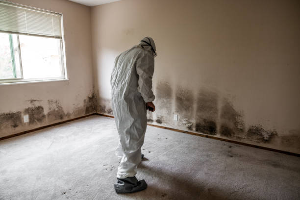 Best Mold Cleaning Services  in Longview Heights, WA