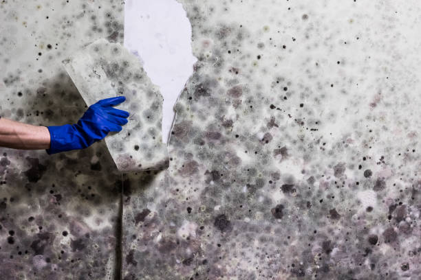 Best Mold Removal Company Near Me  in Longview Heights, WA