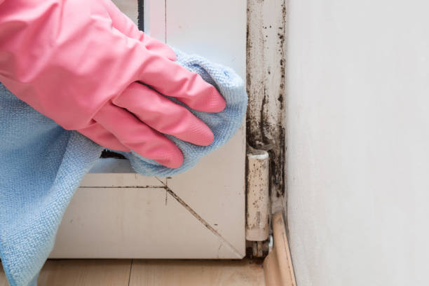 Attic Mold Removal in Longview Heights, WA