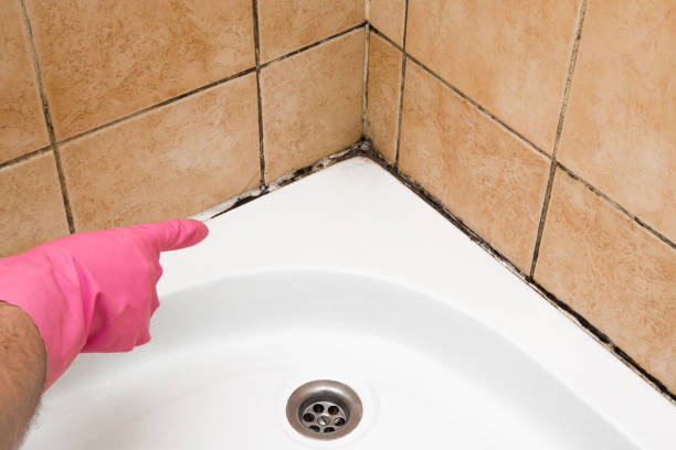 Best Attic Mold Removal  in Longview Heights, WA